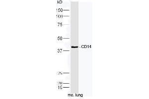 Western Blotting (WB) image for anti-CD14 (CD14) (AA 201-300) antibody (ABIN673164)