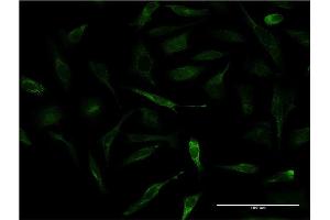 Immunofluorescence (IF) image for anti-Apolipoprotein A-II (APOA2) (AA 1-100) antibody (ABIN513412)