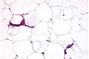 GPR109B Antikörper  (Cytoplasmic Domain)