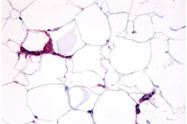 GPR109B Antikörper  (Cytoplasmic Domain)