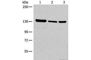 Western blot analysis of 293T cell Human testis tissue lysate A549 cell lysates using EPHA6 Polyclonal Antibody at dilution of 1:800 (EPH Receptor A6 Antikörper)