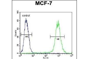 FGF9 Antibody (N-term) (ABIN654171 and ABIN2844030) flow cytometric analysis of MCF-7 cells (right histogram) compared to a negative control cell (left histogram). (FGF9 Antikörper  (N-Term))