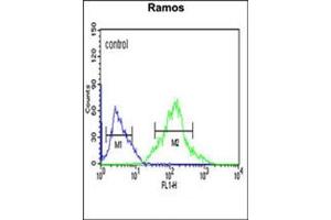 Flow cytometric analysis of Ramos cells using FOXP1 Antibody (C-term) Cat. (FOXP1 Antikörper  (C-Term))