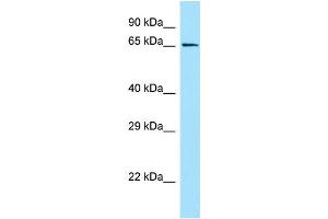 WB Suggested Anti-GPR50 Antibody Titration: 1. (GPR50 Antikörper  (C-Term))