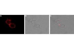 Expression of HCN3 in rat U-87 MG cells - Cell surface detection of HCN3 in intact living U-87 MG cells. (HCN3 Antikörper  (2nd Extracellular Loop))