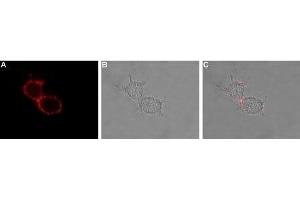 Immunocytochemistry (ICC) image for anti-Hyperpolarization Activated Cyclic Nucleotide-Gated Potassium Channel 3 (HCN3) (AA 190-201), (Extracellular) antibody (ABIN7043282)