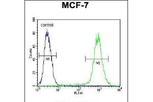 Flow cytometric analysis of MCF-7 cells (right histogram) compared to a negative control cell (left histogram). (FGF9 Antikörper  (N-Term))