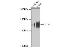 Western blot analysis of extracts of various cell lines, using A Antibody (ABIN6134606, ABIN6137252, ABIN6137253 and ABIN6224679) at 1:1000 dilution. (ATG2A Antikörper  (AA 700-800))