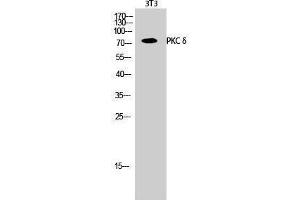 Western Blotting (WB) image for anti-Protein Kinase C, delta (PKCd) (Thr292) antibody (ABIN3180267) (PKC delta Antikörper  (Thr292))