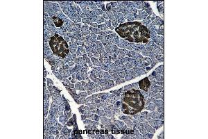 ENOG Antibody (ABIN6244274 and ABIN6577058) immunohistochemistry analysis in formalin fixed and paraffin embedded human pancreas tissue followed by peroxidase conjμgation of the secondary antibody and DAB staining. (ENO2/NSE Antikörper)