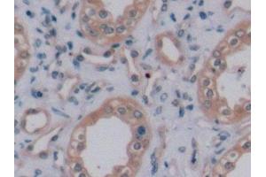 Detection of VEGF165 in Human Kidney Tissue using Monoclonal Antibody to Vascular Endothelial Growth Factor 165 (VEGF165) (VEGF 165 (AA 28-191) Antikörper)