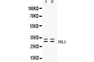 Western Blotting (WB) image for anti-Four and A Half LIM Domains 3 (FHL3) (AA 41-84), (N-Term) antibody (ABIN4886590)