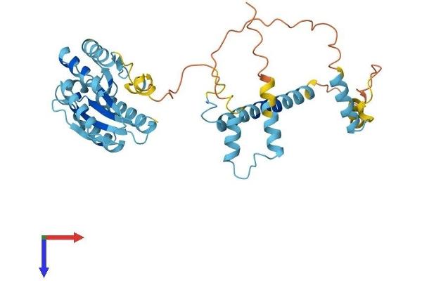 PSMD4/ASF Protein (AA 1-376) (His tag)