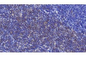 Detection of CD90 in Mouse Spleen Tissue using Polyclonal Antibody to Cluster of Differentiation 90 (CD90) (CD90 Antikörper  (AA 20-131))