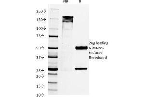 SDS-PAGE Analysis of Purified, BSA-Free PAX8 Antibody (clone PAX8/1492). (PAX8 Antikörper  (AA 60-261))