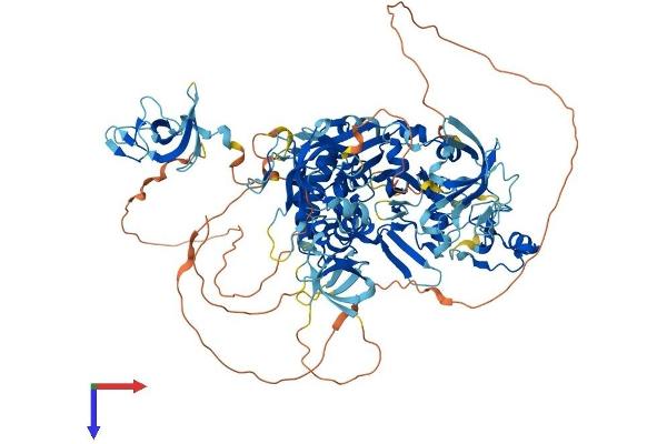 CYLD Protein (AA 1-956) (His tag)
