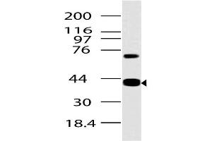 Image no. 1 for anti-Advanced Glycosylation End Product-Specific Receptor (AGER) (AA 1-280) antibody (ABIN5027503)