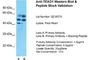 Host: Rabbit Target Name: TEAD1 Sample Type: Human Fetal Muscle Lane A: Primary Antibody Lane B: Primary Antibody + Blocking Peptide Primary Antibody Concentration: 1ug/ml Peptide Concentration: 5ug/ml Lysate Quantity: 25ug/lane/lane Gel Concentration: 0. (TEAD1 Antikörper  (C-Term))