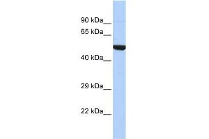 WB Suggested Anti-NR1I2 Antibody Titration:  0. (NR1I2 Antikörper  (N-Term))