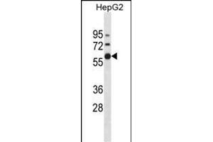 ZN Antibody (N-term) (ABIN1882017 and ABIN2838598) western blot analysis in HepG2 cell line lysates (35 μg/lane). (ZNF205 Antikörper  (N-Term))