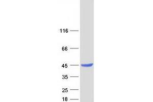 Western Blotting (WB) image for Leucine Carboxyl Methyltransferase 1 (LCMT1) (Transcript Variant 1) protein (Myc-DYKDDDDK Tag) (ABIN2724553)