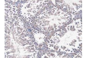 IHC-P analysis of Mouse Testis Tissue, with DAB staining. (DNAJC2 Antikörper  (AA 368-621))