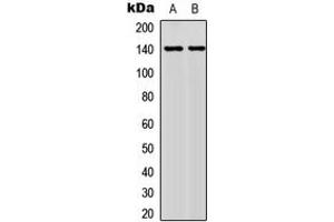 Western blot analysis of NFAT3 (pS676) expression in MCF7 (A), HeLa (B) whole cell lysates.