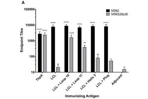 In vitro characterization of the LCL scaffold and the LCL-TbpA hybrid antigens. (Kaninchen anti-Maus IgG (Heavy & Light Chain) Antikörper (HRP))