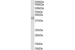 Image no. 1 for anti-Caspase 4, Apoptosis-Related Cysteine Peptidase (CASP4) (Internal Region) antibody (ABIN374466) (Caspase 4 Antikörper  (Internal Region))