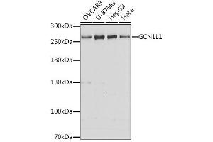 Western blot analysis of extracts of various cell lines, using GCN1L1 antibody.