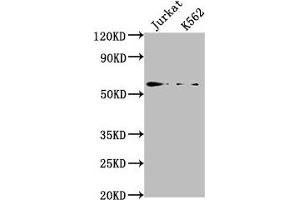 Western Blot Positive WB detected in: Jurkat whole cell lysate, K562 whole cell lysate All lanes: HMGXB4 antibody at 1:2000 Secondary Goat polyclonal to rabbit IgG at 1/50000 dilution Predicted band size: 66 kDa Observed band size: 66 kDa (HMGXB4 Antikörper  (AA 489-509))