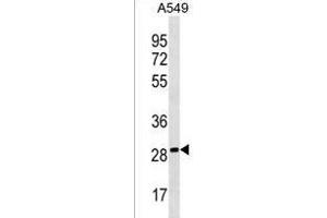 PEBP4 Antibody (Center) (ABIN1537711 and ABIN2838355) western blot analysis in A549 cell line lysates (35 μg/lane). (PEBP4 Antikörper  (AA 100-127))