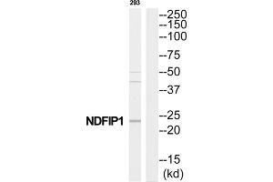 Western Blotting (WB) image for anti-Nedd4 Family Interacting Protein 1 (NDFIP1) (C-Term) antibody (ABIN1852508) (NDFIP1 Antikörper  (C-Term))