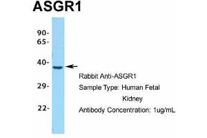 Host: Rabbit Target Name: ASGR1 Sample Type: Human Fetal Kidney Antibody Dilution: 1.