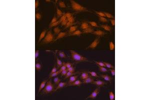 Immunofluorescence (IF) image for anti-Nuclear Receptor Binding Factor 2 (NRBF2) (AA 10-220) antibody (ABIN6144842)