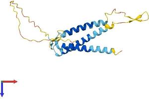 SLC31A1 Protein (AA 1-190) (His tag)