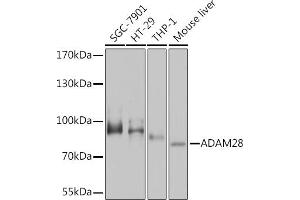 Western blot analysis of extracts of various cell lines, using  Rabbit pAb  at 1:1000 dilution. (ADAM28 Antikörper  (AA 199-440))