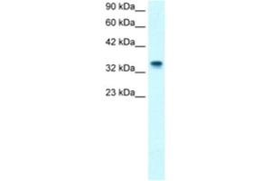 Western Blotting (WB) image for anti-Nucleophosmin (Nucleolar phosphoprotein B23, Numatrin) (NPM1) antibody (ABIN2460861) (NPM1 Antikörper)