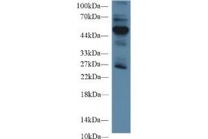 Detection of RAGE in Mouse Lung lysate using Polyclonal Antibody to Receptor For Advanced Glycation Endproducts (RAGE) (RAGE Antikörper  (AA 91-274))