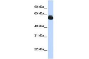 Image no. 1 for anti-Frizzled Family Receptor 9 (FZD9) (AA 144-193) antibody (ABIN6740722) (FZD9 Antikörper  (AA 144-193))