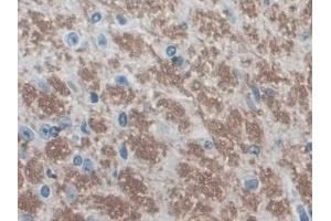 IHC-P analysis of Mouse Cerebrum Tissue, with DAB staining. (EGR4 Antikörper  (AA 231-474))