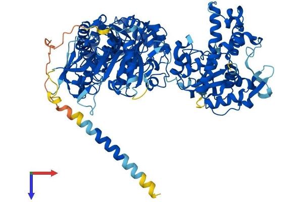 NDST4 Protein (AA 1-872) (His tag)