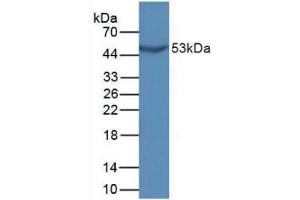 Figure. (GDF10 Antikörper  (AA 339-477))