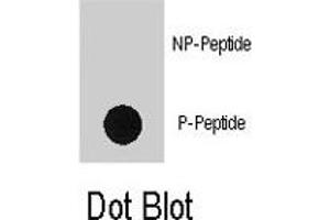 Dot blot analysis of RPS6KA1 (phospho S363) polyclonal antibody  on nitrocellulose membrane. (RPS6KA1 Antikörper  (pSer363))