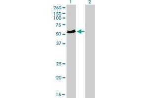 Western Blot analysis of MYOC expression in transfected 293T cell line by MYOC monoclonal antibody (M01), clone 4F8.