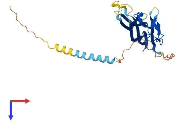 LTB Protein (AA 1-244) (His tag)
