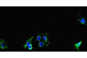 Immunofluorescent analysis of Hela cells using ABIN7149154 at dilution of 1:100 and Alexa Fluor 488-congugated AffiniPure Goat Anti-Rabbit IgG(H+L) (COX1 Antikörper  (AA 474-513))