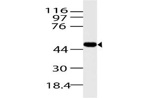 Image no. 1 for anti-Arrestin, beta 1 (ARRB1) (AA 150-318) antibody (ABIN5027058) (beta Arrestin 1 Antikörper  (AA 150-318))