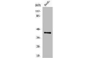 Western Blot analysis of HuvEc cells using Endo G-L1 Polyclonal Antibody (EXOG Antikörper  (Internal Region))