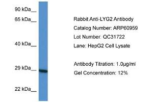 Western Blotting (WB) image for anti-Lysozyme G-Like 2 (LYG2) (Middle Region) antibody (ABIN2788633) (LYG2 Antikörper  (Middle Region))